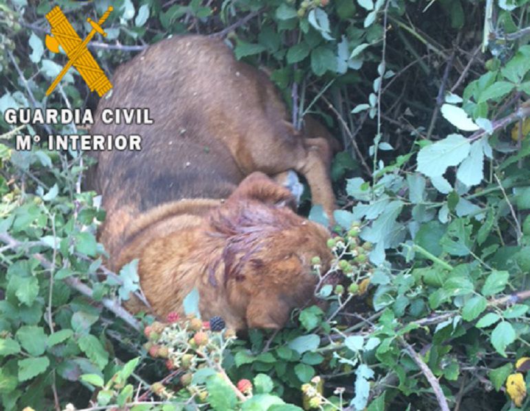 La Guardia Civil busca al autor de la muerte de un perro al que dispararon a la cabeza La Guardia Civil busca al autor de la muerte de un perro al que dispararon a la cabeza