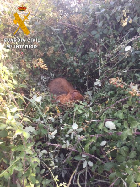 La Guardia Civil busca al autor de la muerte de un perro al que dispararon a la cabeza La Guardia Civil busca al autor de la muerte de un perro al que dispararon a la cabeza
