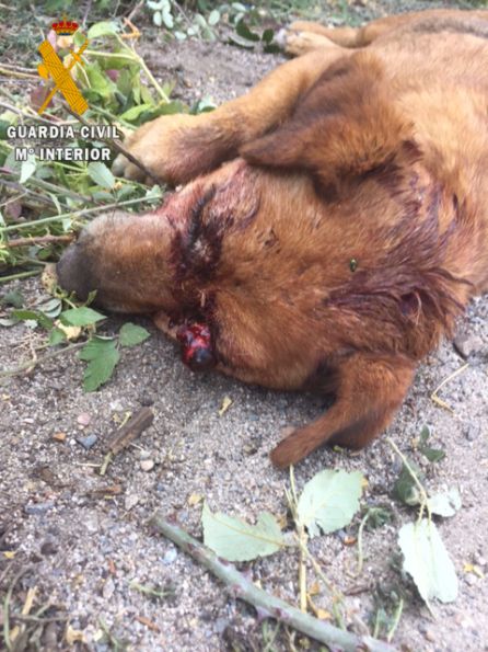 La Guardia Civil busca al autor de la muerte de un perro al que dispararon a la cabeza La Guardia Civil busca al autor de la muerte de un perro al que dispararon a la cabeza