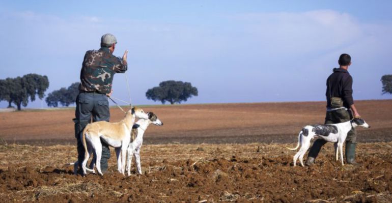 El Seprona investiga el posible envenenamiento de 40 perros de caza en Brihuega El Seprona investiga el posible envenenamiento de 40 perros de caza en Brihuega