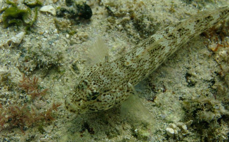 En la familia de esta especie de pez se están investigando nuevos y desconocidos ejemplares En la familia de esta especie de pez se están investigando nuevos y desconocidos ejemplares