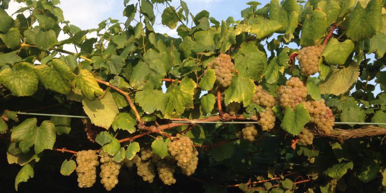 La lluvia frena una vendimia con exceso de uva La lluvia frena una vendimia con exceso de uva