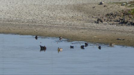 El Guadiana ya sólo desaparece El Guadiana ya sólo desaparece