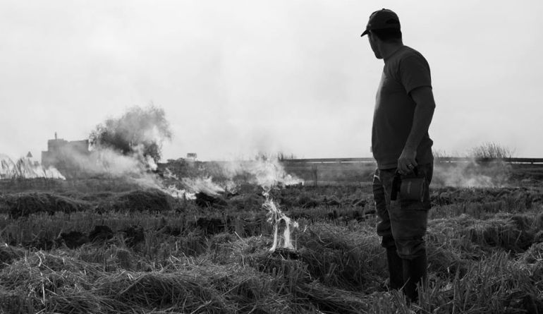 Los arroceros amenazan con protestas si no se permite quemar la paja del arroz Los arroceros amenazan con protestas si no se permite quemar la paja del arroz