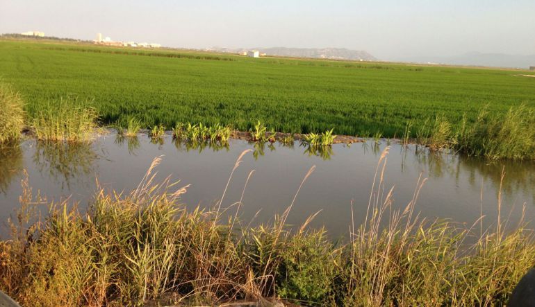 Parque Natural de la Albufera Parque Natural de la Albufera