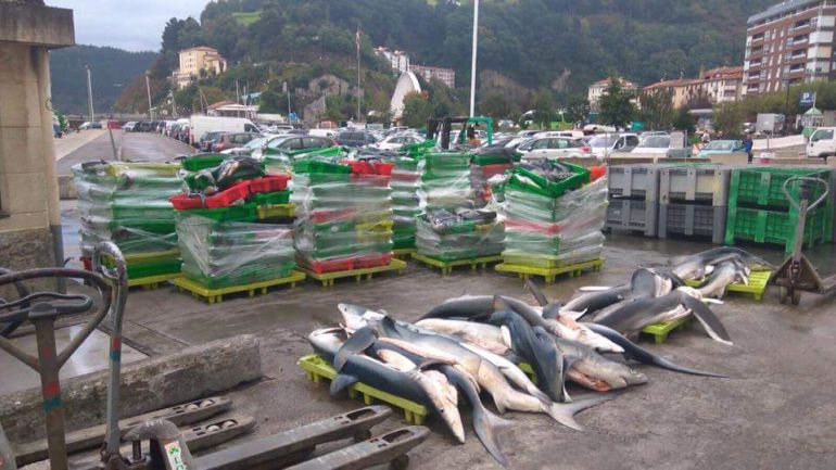 Eguzki reclama al Gobierno Vasco explicaciones por la pesca de tiburones en Ondarroa Eguzki reclama al Gobierno Vasco explicaciones por la pesca de tiburones en Ondarroa