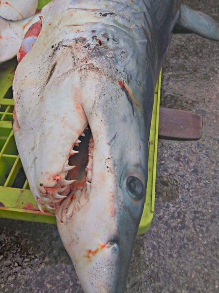 Eguzki reclama al Gobierno Vasco explicaciones por la pesca de tiburones en Ondarroa Eguzki reclama al Gobierno Vasco explicaciones por la pesca de tiburones en Ondarroa