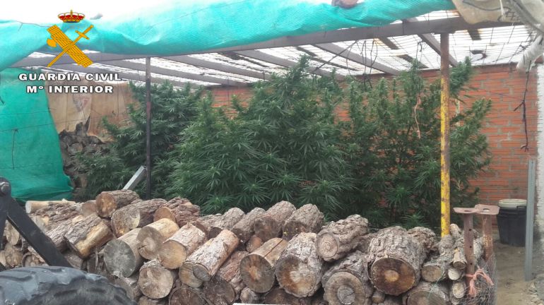 Una de las plantaciones incautadas Una de las plantaciones incautadas