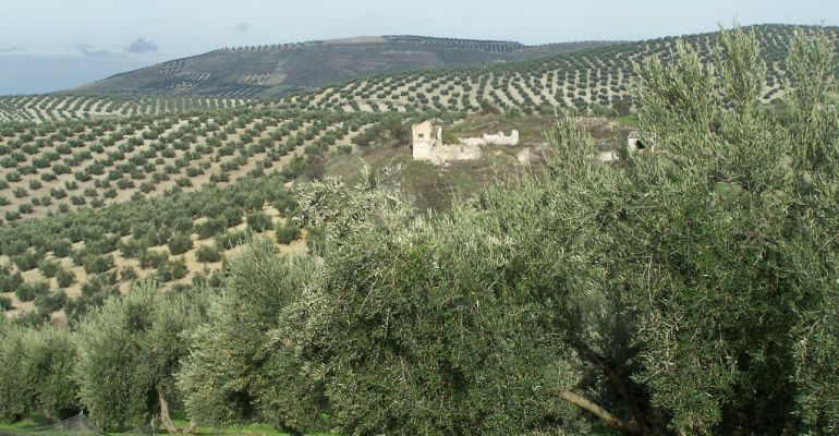 La campaña de aceituna será pésima si no llueve pronto La campaña de aceituna será pésima si no llueve pronto