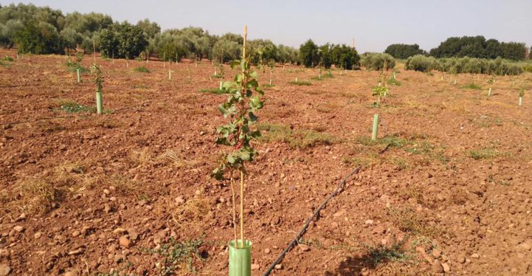 Plantación de pistacho en la provincia de Jaén. Plantación de pistacho en la provincia de Jaén.