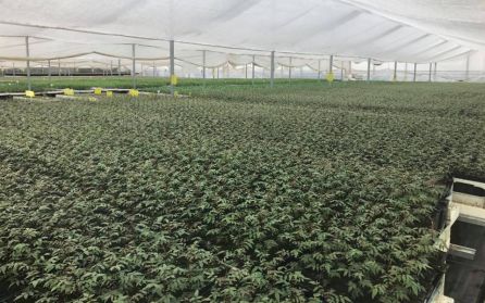 Plantas de pistacho en un invernadero. Plantas de pistacho en un invernadero.