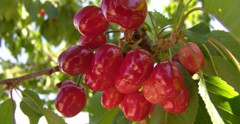 Cerezas de Castillo de Locubín. Cerezas de Castillo de Locubín.