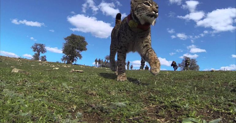Un ejemplar de lince ibérico segundos después de su suelta. Un ejemplar de lince ibérico segundos después de su suelta.