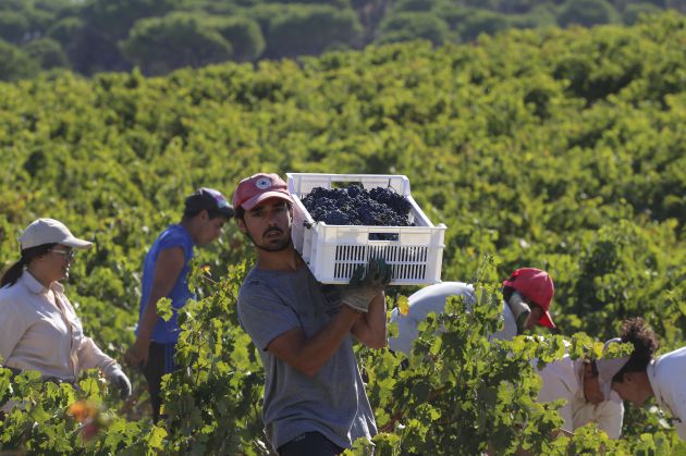 La producción de uva en Ribera se hunde, mientras que Rueda resiste La producción de uva en Ribera se hunde, mientras que Rueda resiste