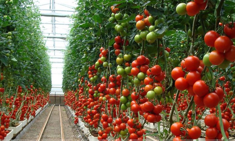 Vía libre para la ampliación de invernaderos en Motril | Radio Motril