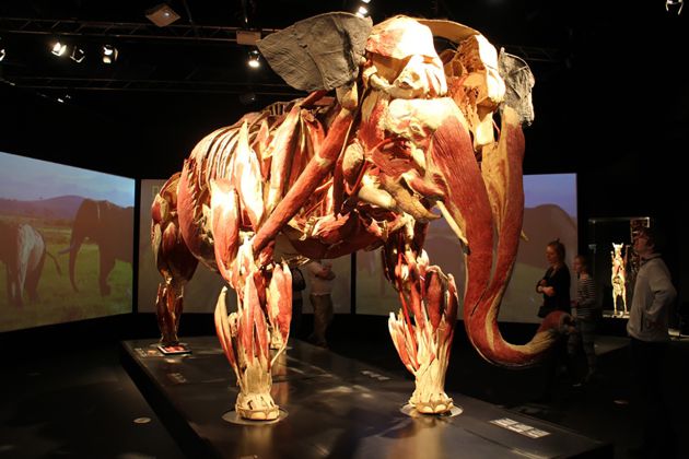 En diciembre llega a Sevilla la exposición Animal Inside Out: En diciembre llega a Sevilla la exposición 'Animal Inside Out' En diciembre llega a Sevilla la exposición Animal Inside Out: En diciembre llega a Sevilla la exposición 'Animal Inside Out'