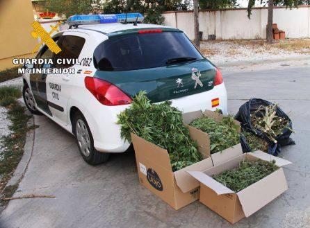 Las plantas serán destruidas Las plantas serán destruidas