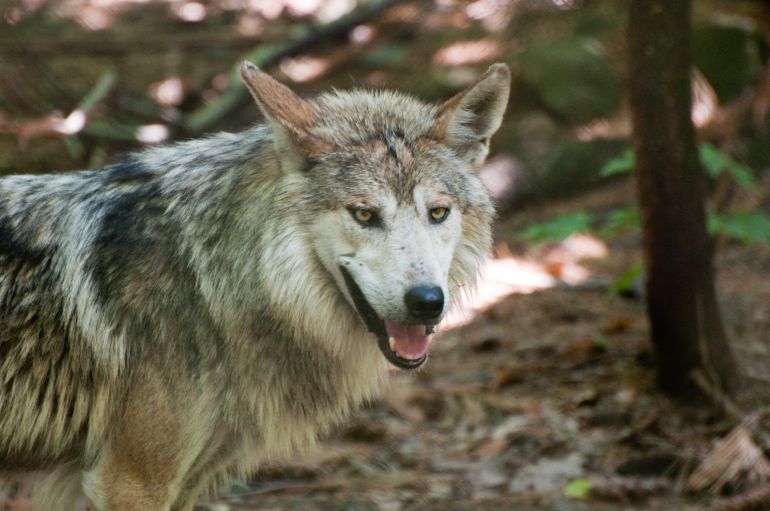 La quema del hábitat de los lobos estaría detrás de los ataques La quema del hábitat de los lobos estaría detrás de los ataques