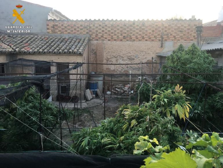 Estado del interior de uno de los patios donde se cultivaba la marihuana Estado del interior de uno de los patios donde se cultivaba la marihuana