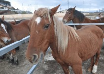 UPN pide que la feria caballar de Tafalla se mantenga el 25 de octubre
