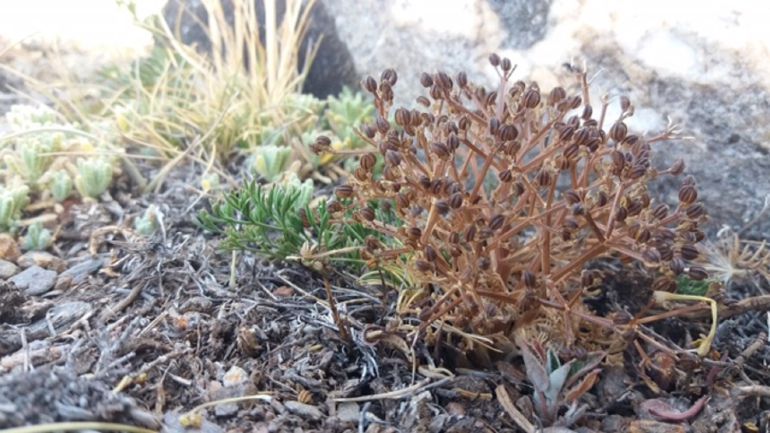 'Trinia castroviejoi' 'Trinia castroviejoi'