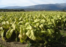 Es difícil volver a acoplar las ayudas de la PAC al tabaco