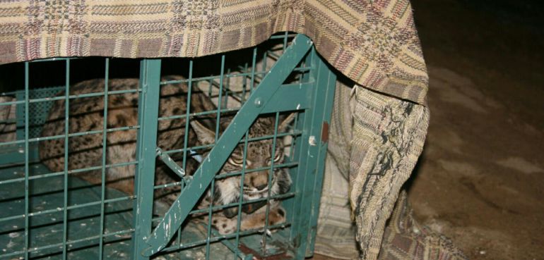 Un lince ibérico ha sido liberado de una trampa ilegal, dónde estaba destinado a una muerte segura, puesto que llevaba días sin comer ni beber Un lince ibérico ha sido liberado de una trampa ilegal, dónde estaba destinado a una muerte segura, puesto que llevaba días sin comer ni beber