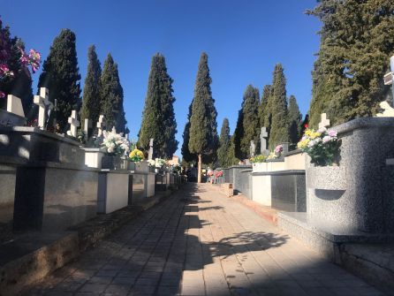 Cipreses del Cementerio de Alcázar de San Juan