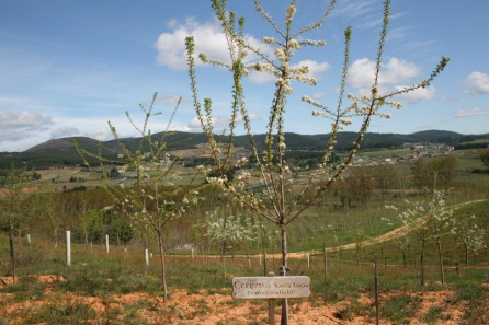 Espacio para los cerezos en el Bosque Didáctico Espacio para los cerezos en el Bosque Didáctico