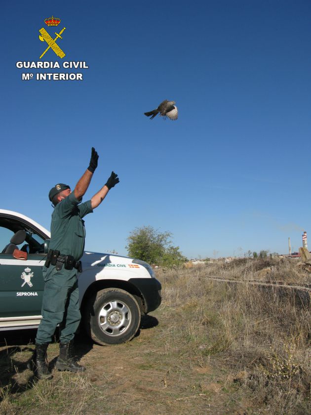 La Guardia Civil de Guadalajara rescata un mapache y un gavilán: La Guardia Civil rescata un Mapache y un Gavilán en Guadalajara y Azuqueca La Guardia Civil de Guadalajara rescata un mapache y un gavilán: La Guardia Civil rescata un Mapache y un Gavilán en Guadalajara y Azuqueca