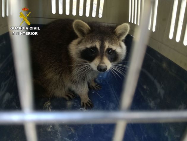 La Guardia Civil de Guadalajara rescata un mapache y un gavilán: La Guardia Civil rescata un Mapache y un Gavilán en Guadalajara y Azuqueca La Guardia Civil de Guadalajara rescata un mapache y un gavilán: La Guardia Civil rescata un Mapache y un Gavilán en Guadalajara y Azuqueca