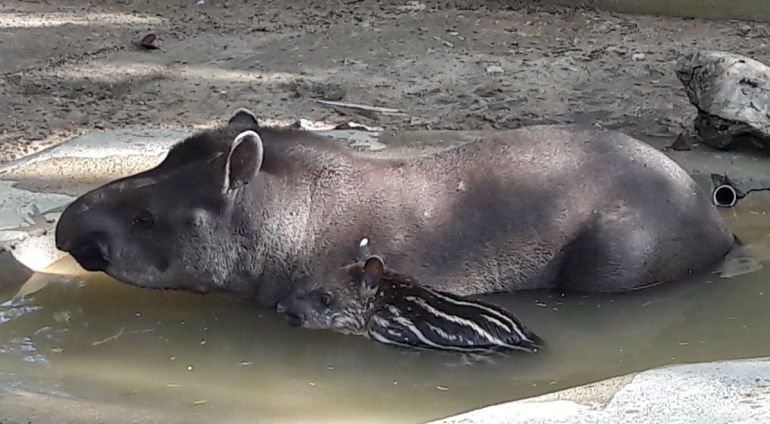 Imagen de una la nueva cría de tapir del zoo de Jerez Imagen de una la nueva cría de tapir del zoo de Jerez