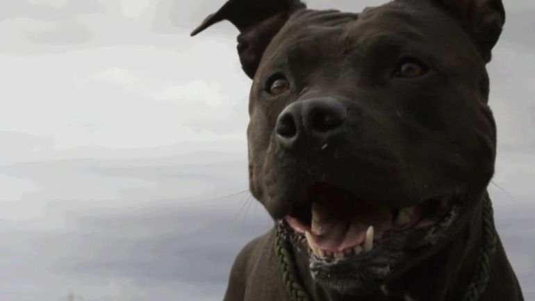 American Pitbull Terrier. American Pitbull Terrier.