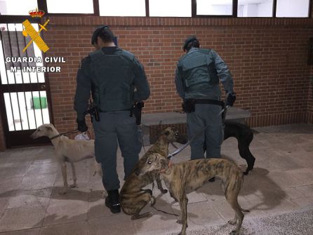 Algunos de los galgos recuperados por la Guardia Civil Algunos de los galgos recuperados por la Guardia Civil