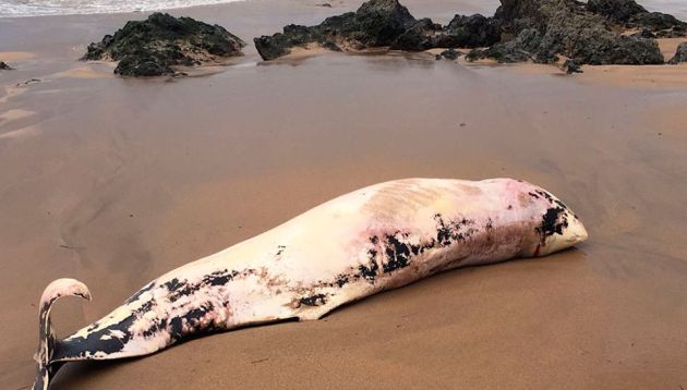 Aparece muerto un cachalote en la playa de Bakio Aparece muerto un cachalote en la playa de Bakio