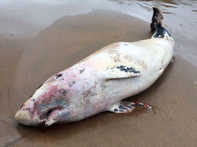 Aparece muerto un cachalote en la playa de Bakio Aparece muerto un cachalote en la playa de Bakio