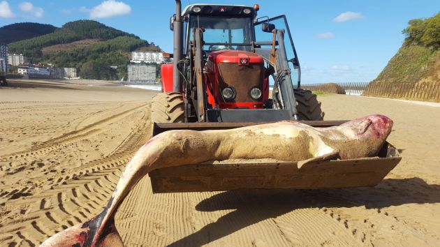 Aparece muerto un cachalote en la playa de Bakio Aparece muerto un cachalote en la playa de Bakio