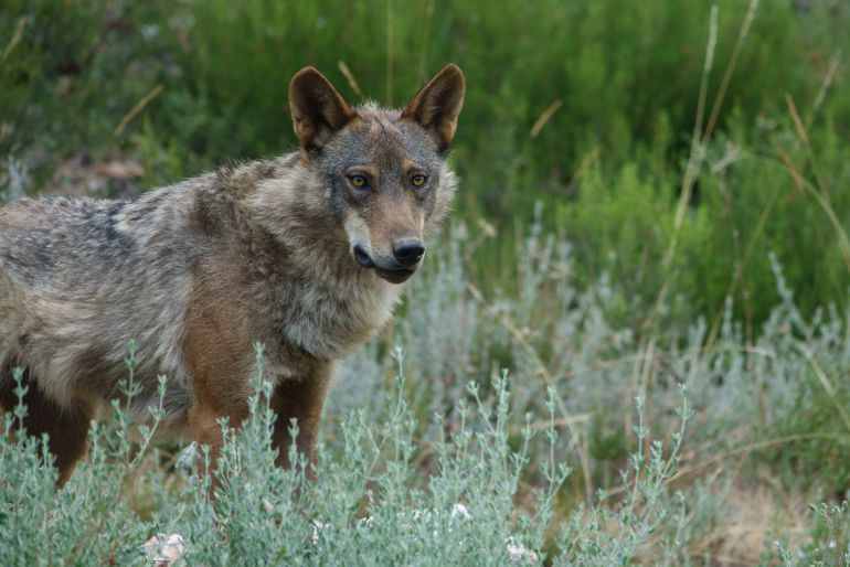 Imagen de un lobo en el medio natural. Imagen de un lobo en el medio natural.