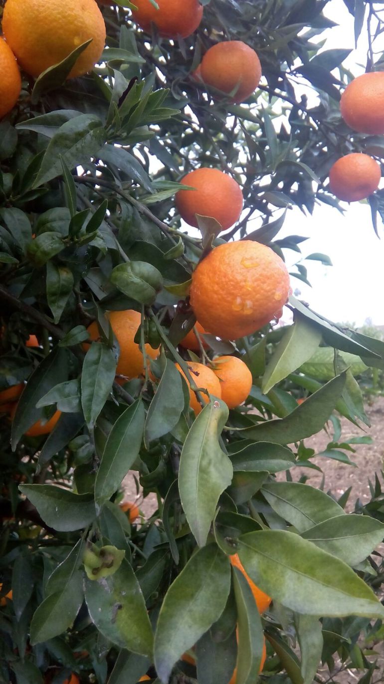 Gastronomía Málaga: La mandarina, una "chuche" de temporada Gastronomía Málaga: La mandarina, una "chuche" de temporada
