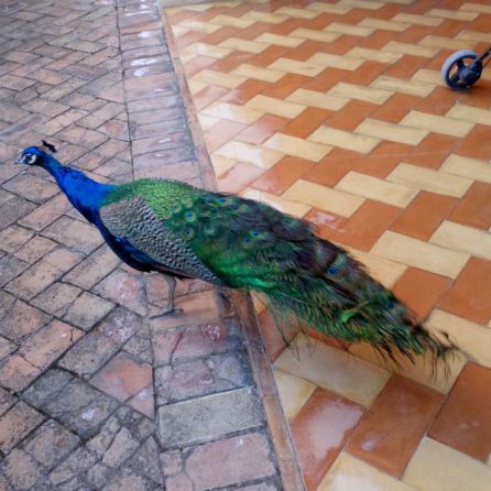 Un ejemplar de pavo real ha protagonizado la anécdota en el primer día de la muestra anual de dulces de conventos Un ejemplar de pavo real ha protagonizado la anécdota en el primer día de la muestra anual de dulces de conventos