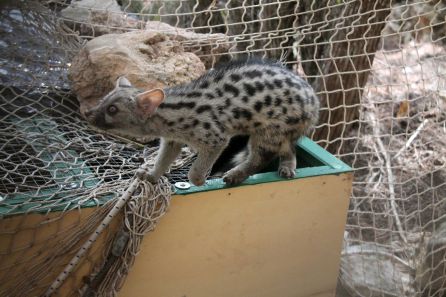 Nacen en Ibiza las primeras crías de tortuga en cautividad Nacen en Ibiza las primeras crías de tortuga en cautividad