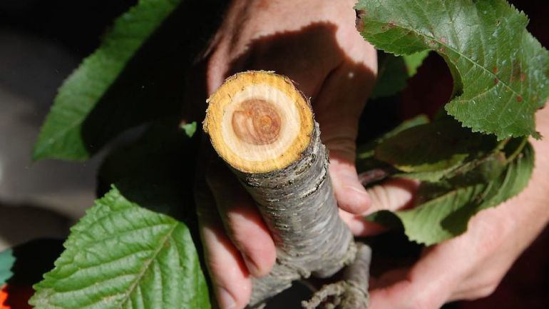El Govern viaja a Italia para asesorarse sobre la gestión de la Xylella El Govern viaja a Italia para asesorarse sobre la gestión de la Xylella