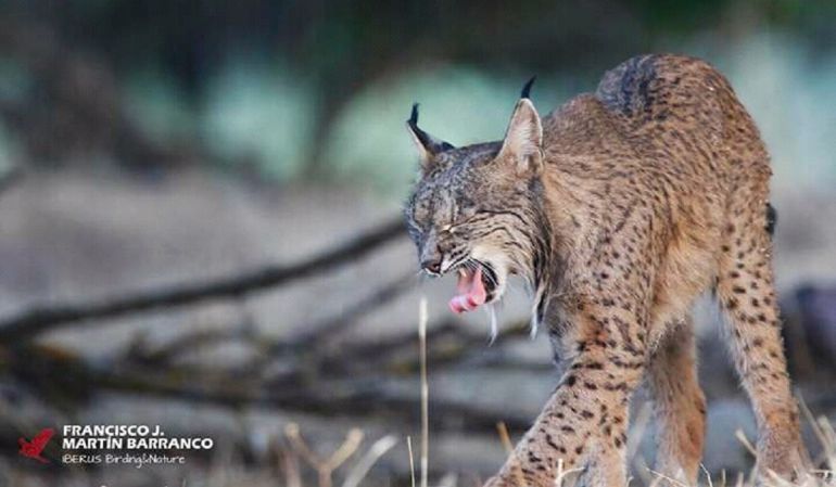 Lince Ibérico en la Sierra de Andújar Lince Ibérico en la Sierra de Andújar