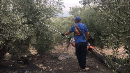 Un joven porta una máquina vibradora con la que trabaja en la recolección de la aceituna. Un joven porta una máquina vibradora con la que trabaja en la recolección de la aceituna.