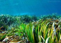 Uno de los arrecifes más grandes de posidonia del Mediterráneo está en Dénia