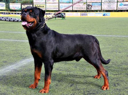 Un bebé y su abuela, heridos de gravedad por el ataque de dos rottweiler Un bebé y su abuela, heridos de gravedad por el ataque de dos rottweiler