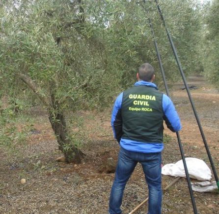 Un miembro de la Guardia Civil inspecciona una de las explotaciones donde se han producido los robos Un miembro de la Guardia Civil inspecciona una de las explotaciones donde se han producido los robos