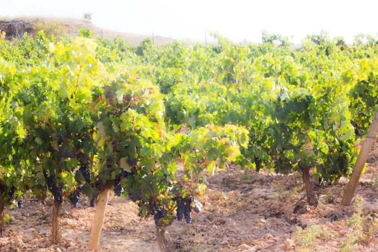 Viñedos de la Ribera del Duero Viñedos de la Ribera del Duero