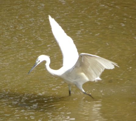 Una garza en el Manzanares. Una garza en el Manzanares.