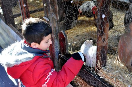 Los más pequeños disfrutan de la granja móvil Los más pequeños disfrutan de la granja móvil